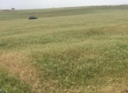 Satılır 6 sot torpaq Mehdiabad