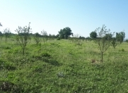 Satılır 250 sot torpaq İsmayıllı