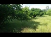 Satılır 20000 sot torpaq Qəbələ