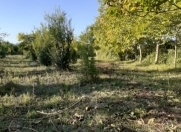 Satılır 40 sot torpaq Göyçay