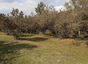 Satılır 70 sot torpaq Balakən