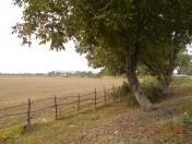 Satılır 130 sot torpaq Qəbələ