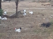 Satılır 10 sot torpaq Ramana