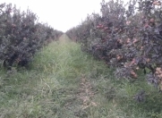 Satılır 101 sot torpaq Xaçmaz