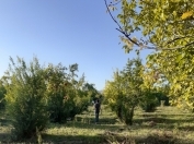 Satılır 75 sot torpaq Göyçay