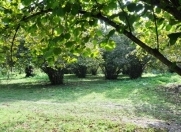 Satılır 100 sot torpaq Xaçmaz