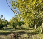 Satılır 75 sot torpaq Göyçay