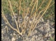 Satılır 117 sot torpaq Xaçmaz