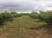 Satılır 300 sot torpaq Xaçmaz