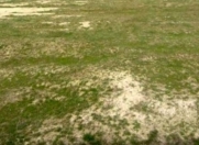 Satılır 3 sot torpaq Maştağa