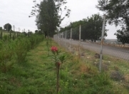 Satılır 250 sot torpaq İsmayıllı