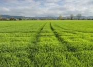 Satılır 100 sot torpaq Quba