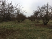 Satılır 600 sot torpaq Zaqatala