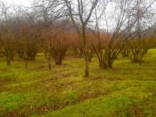 Satılır 61 sot torpaq Oğuz