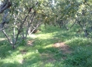 Satılır 500 sot torpaq Xaçmaz