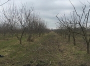 Satılır 100 sot torpaq Xaçmaz