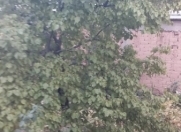 Satılır 4 sot torpaq Naxçıvan