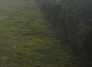 Satılır 250 sot torpaq İsmayıllı