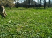 Satılır 12 sot torpaq İsmayıllı