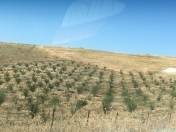 Satılır 2000 sot torpaq Şamaxı