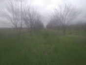 Satılır 165 sot torpaq Xaçmaz