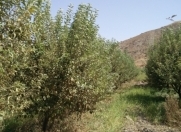 Satılır 800 sot torpaq Şamaxı