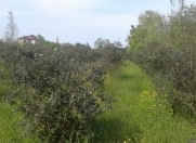 Satılır 80 sot torpaq Lənkəran