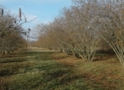 Satılır 3500 sot torpaq Zaqatala