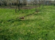 Satılır 12 sot torpaq İsmayıllı