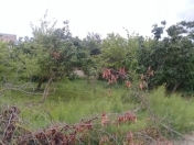 Satılır 7.5 sot torpaq Şirvan