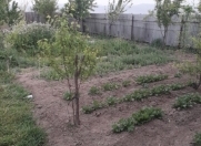 Satılır 10 sot torpaq Naxçıvan