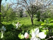 Satılır 15 sot torpaq İsmayıllı