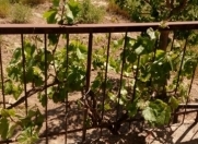 Satılır 16 sot torpaq Buzovna