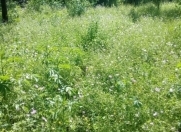 Satılır 12 sot torpaq Quba