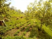 Satılır 159 sot torpaq Göygöl