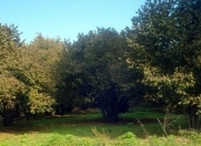 Satılır 400 sot torpaq Zaqatala