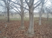 Satılır 14 sot torpaq Gəncə