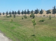 Satılır 247 sot torpaq Masazır