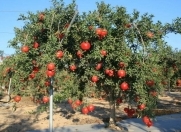 Satılır 4.5 sot torpaq Bülbülə