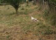 Satılır 17 sot torpaq Şamaxı