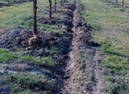 Satılır 200 sot torpaq Göyçay