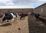 Satılır 4 otaqlı 2000 m2 obyekt Perekeşkül