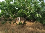 Satılır 12 sot torpaq Ləhic Bağları