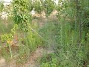 Satılır 3 sot torpaq Ramana