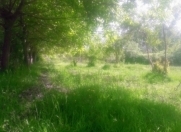 Satılır 10 sot torpaq Göyçay