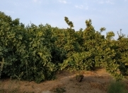 Satılır 7 sot torpaq Novxanı