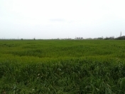 Satılır 857 sot torpaq Şabran