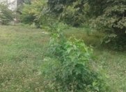 Satılır 40 sot torpaq Qəbələ