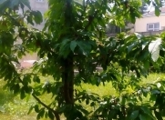 Satılır 5 sot torpaq Quba