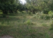 Satılır 15 sot torpaq Qəbələ